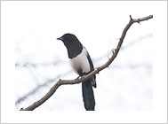 City bird, Magpie