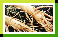 Cheongwon-Life Ginseng